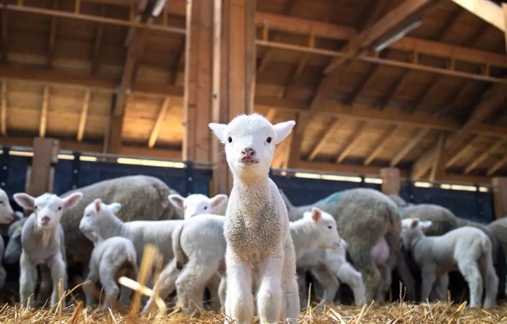 Lambs
